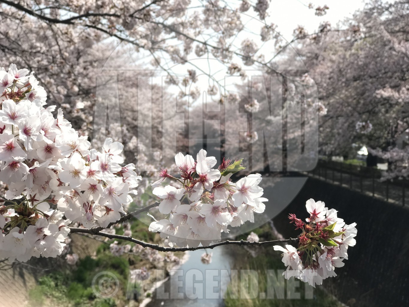 [日記] 花見