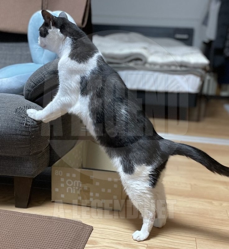 [日記] 夜は猫といっしょ 第一夜