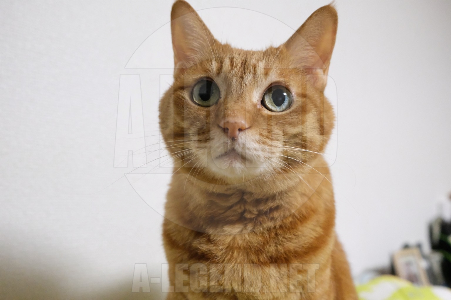 [日記] 夜は猫といっしょ 第8夜 第9夜