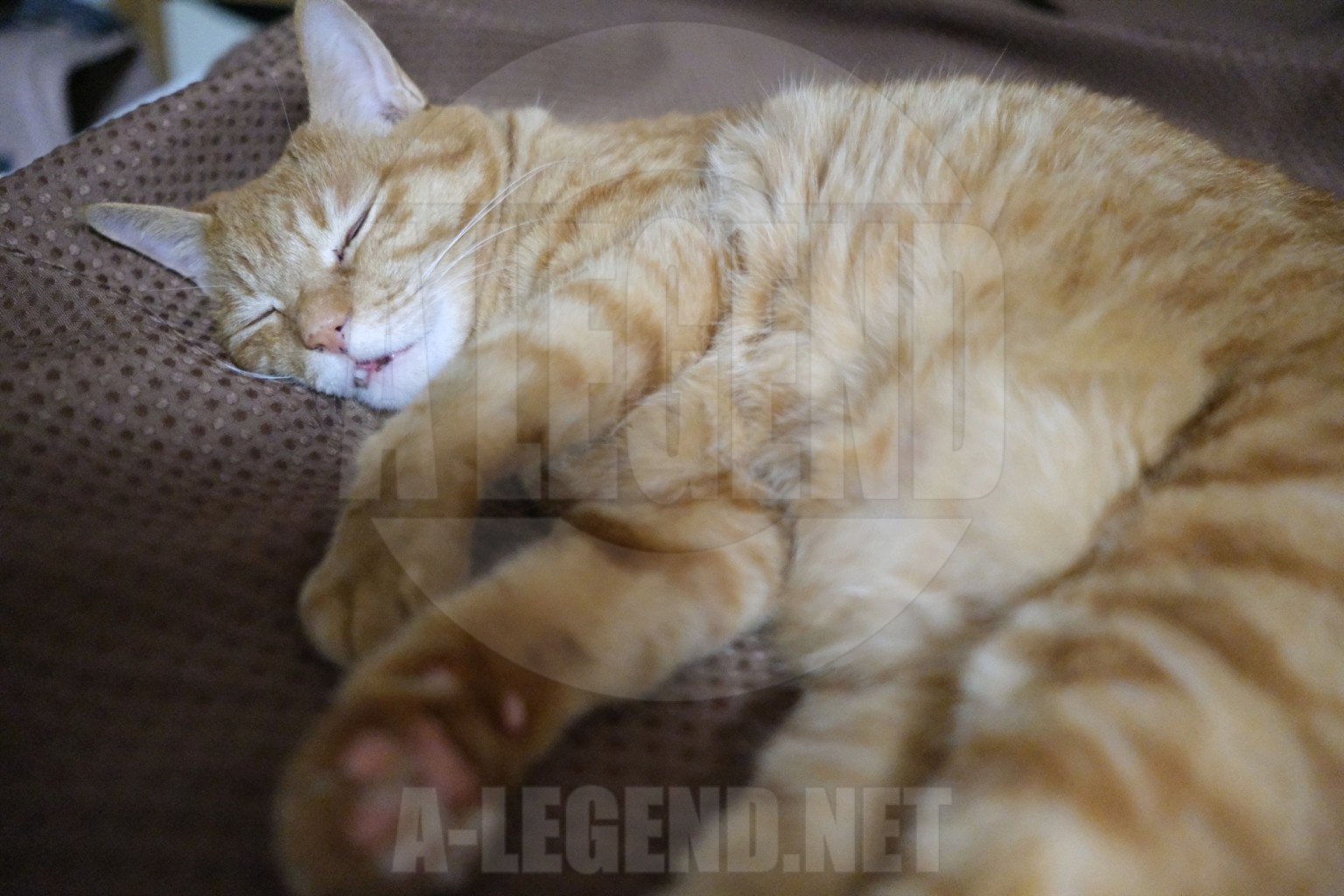 [日記] 夜は猫といっしょ 第12夜 第13夜 +α