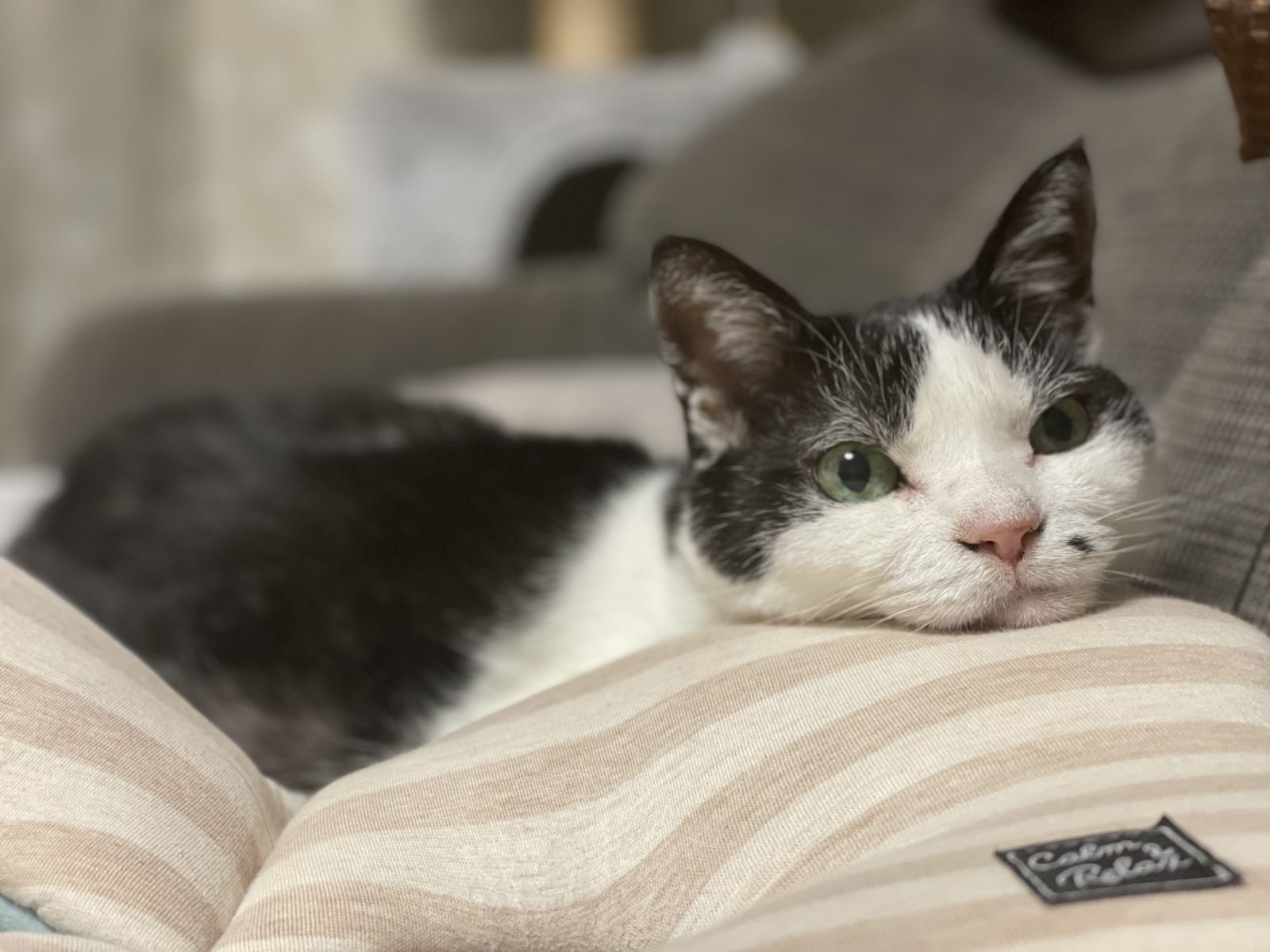 ✨今年もありがとうございました