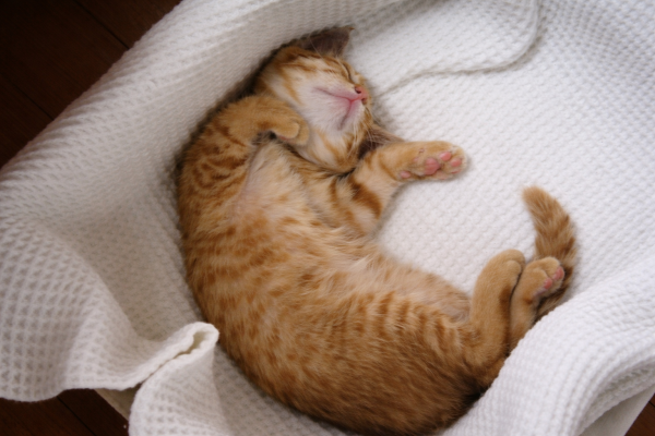 Photo｜🌟 Miku’s First Day 🌟