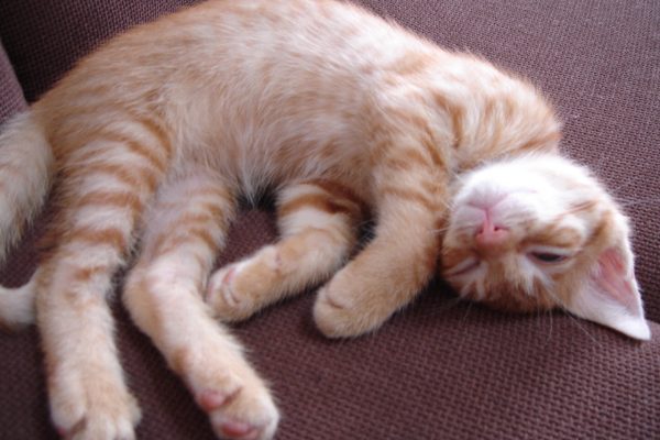 Photo｜へそ天ミクちゃん