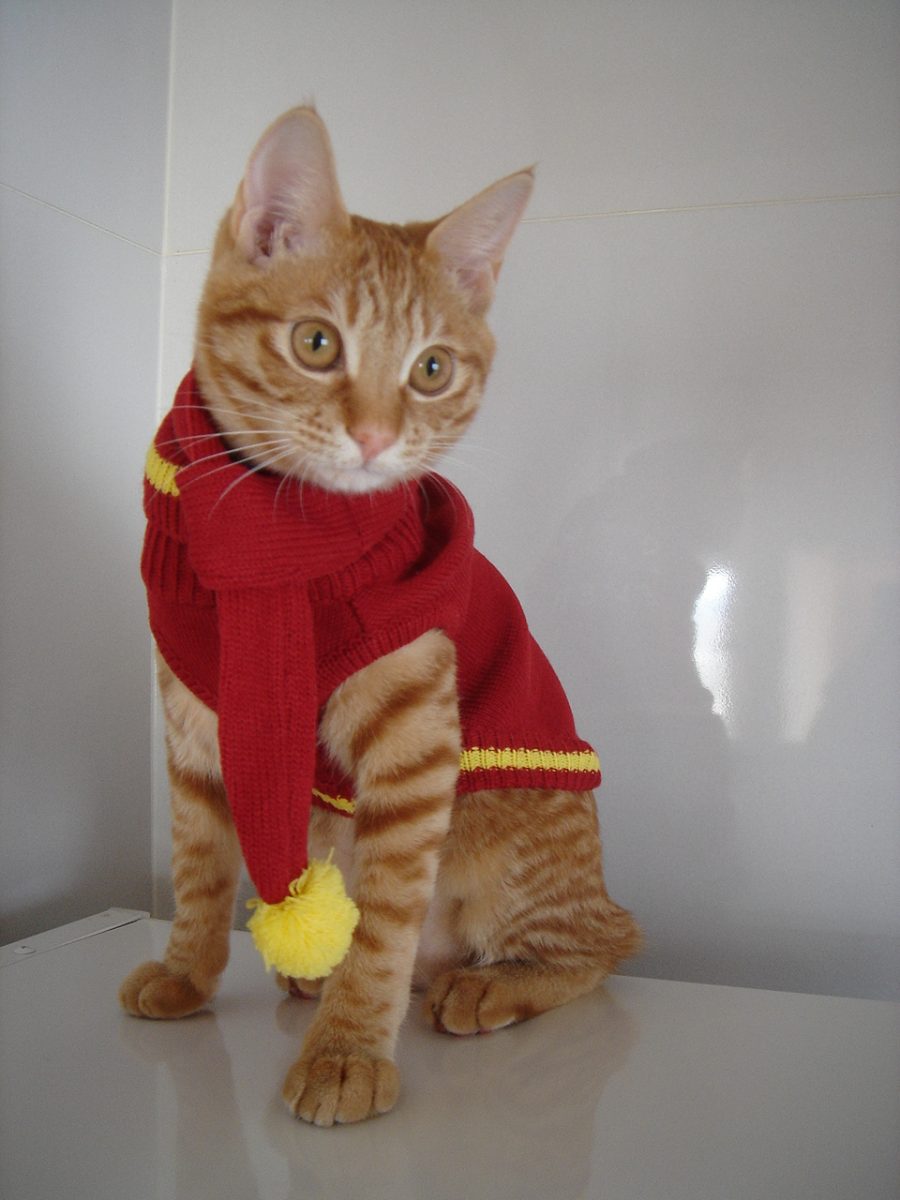 Photo｜ミクの気まぐれコスプレ日和