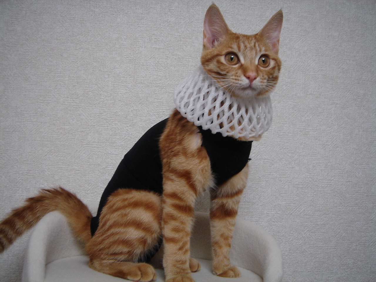 Photo｜ミクの気まぐれコスプレ日和