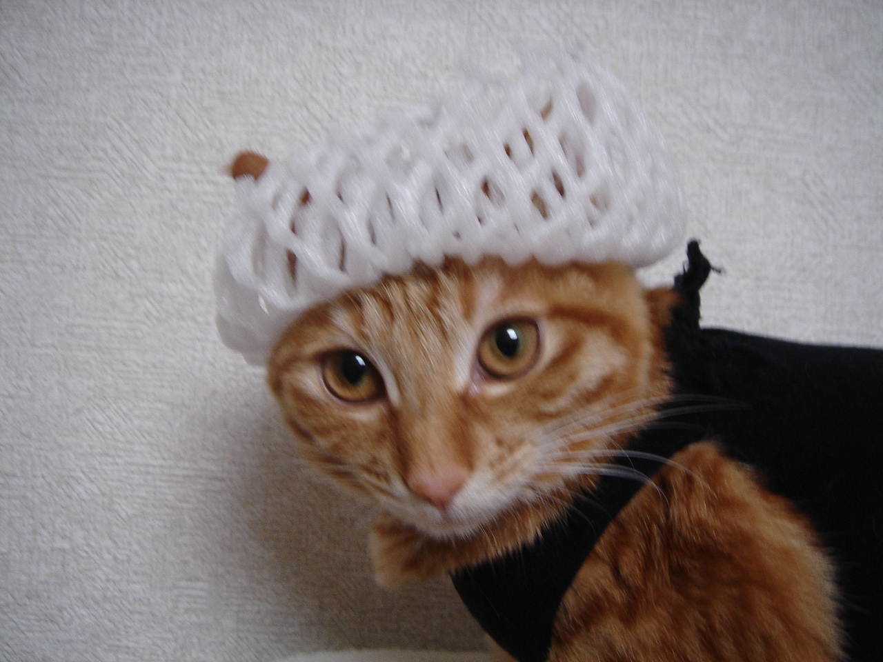 Photo｜ミクの気まぐれコスプレ日和