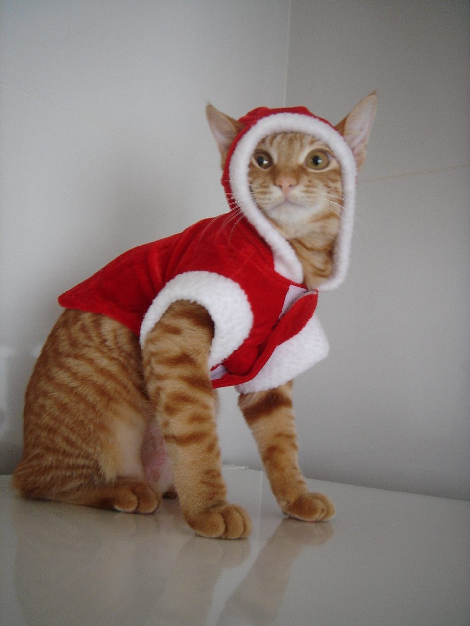 Photo｜ミクの気まぐれコスプレ日和