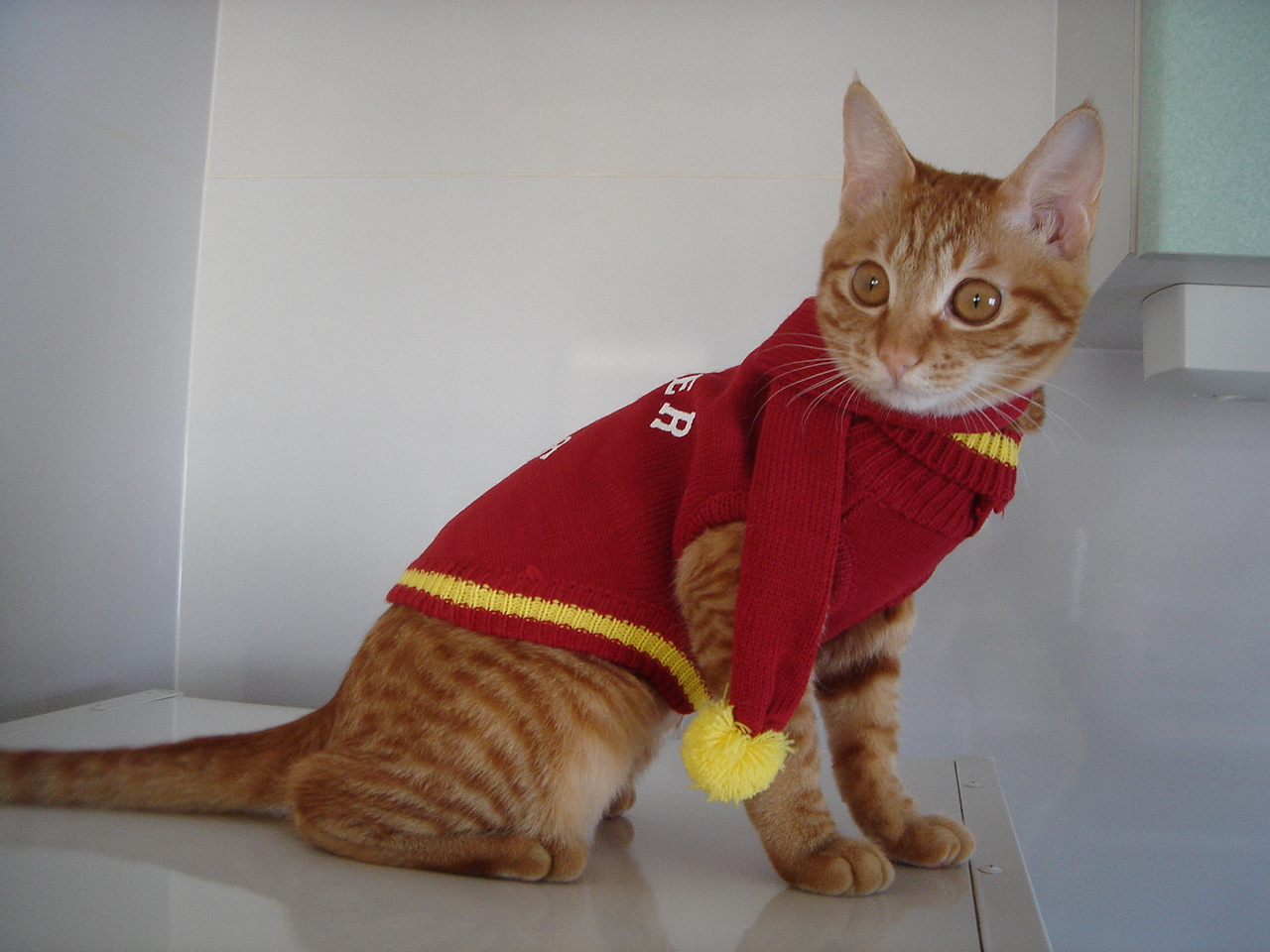 Photo｜Miku – January 2008