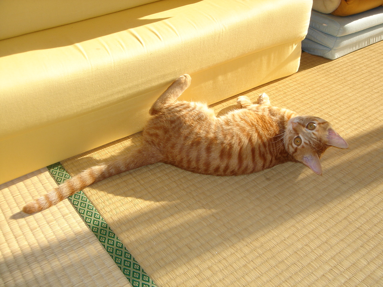 Photo｜Miku – January 2008
