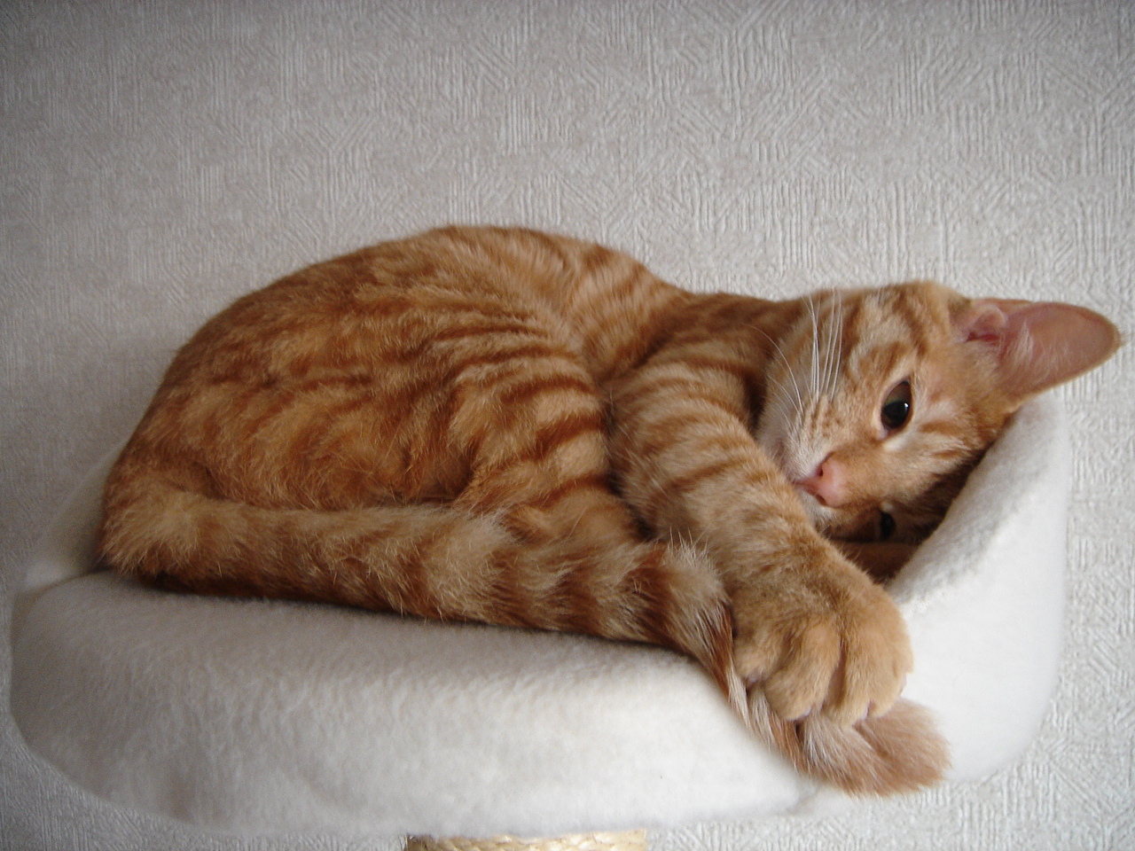 Photo｜Miku – January 2008