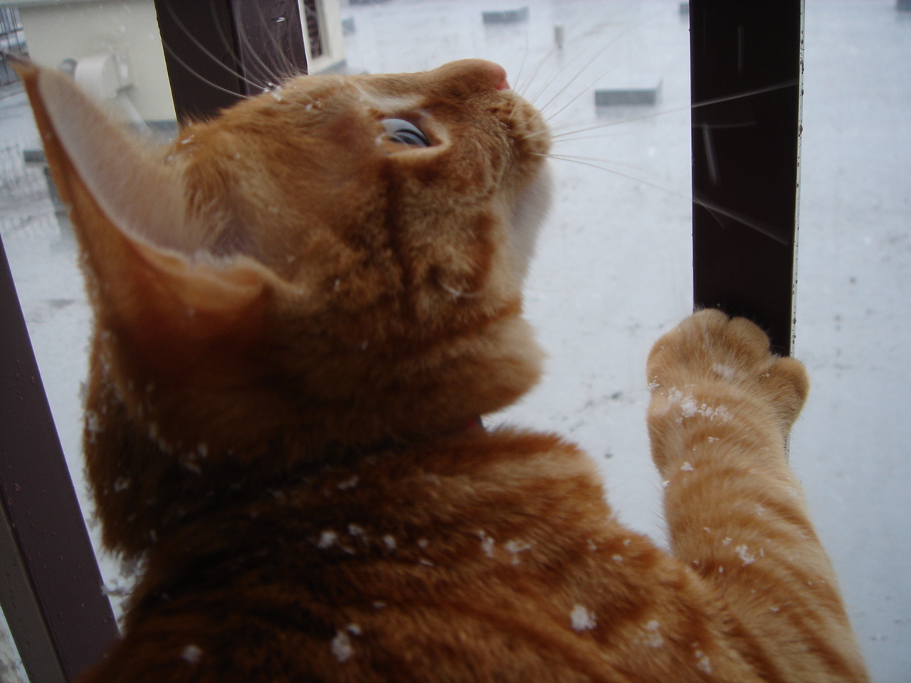 Photo｜🐾 Miku – February 2008