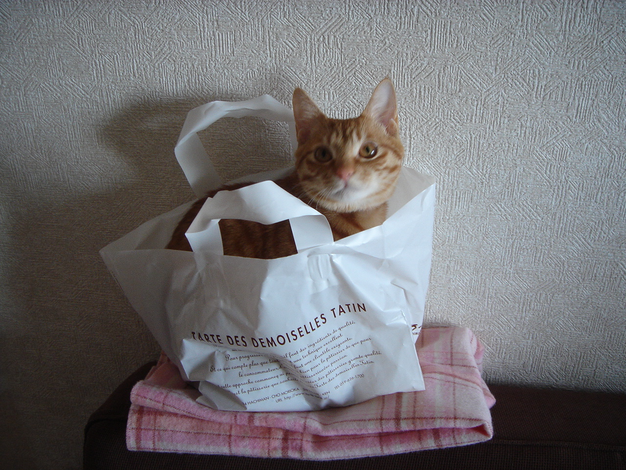 Photo｜🐾 Miku – February 2008