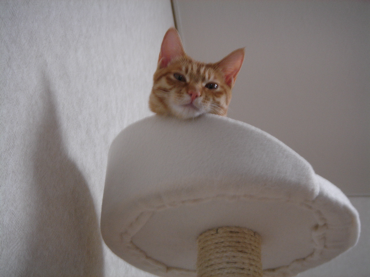 Photo｜🐾 Miku – February 2008