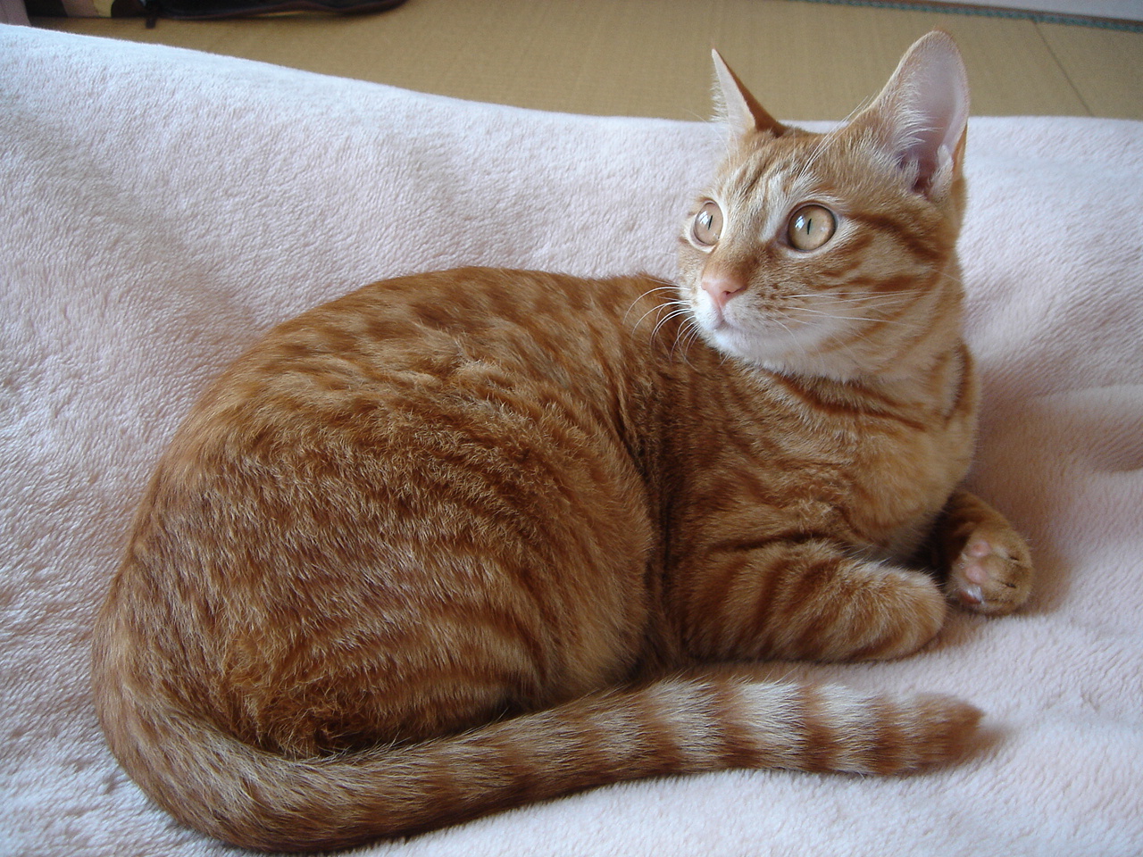 Photo｜🐾 Miku – March 2008