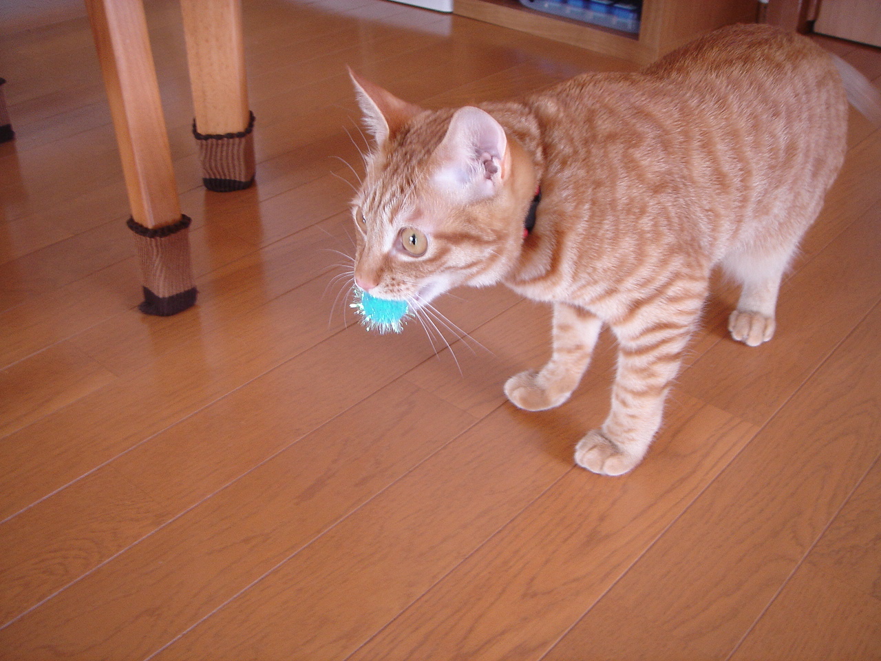 Photo｜🐾 Miku – March 2008