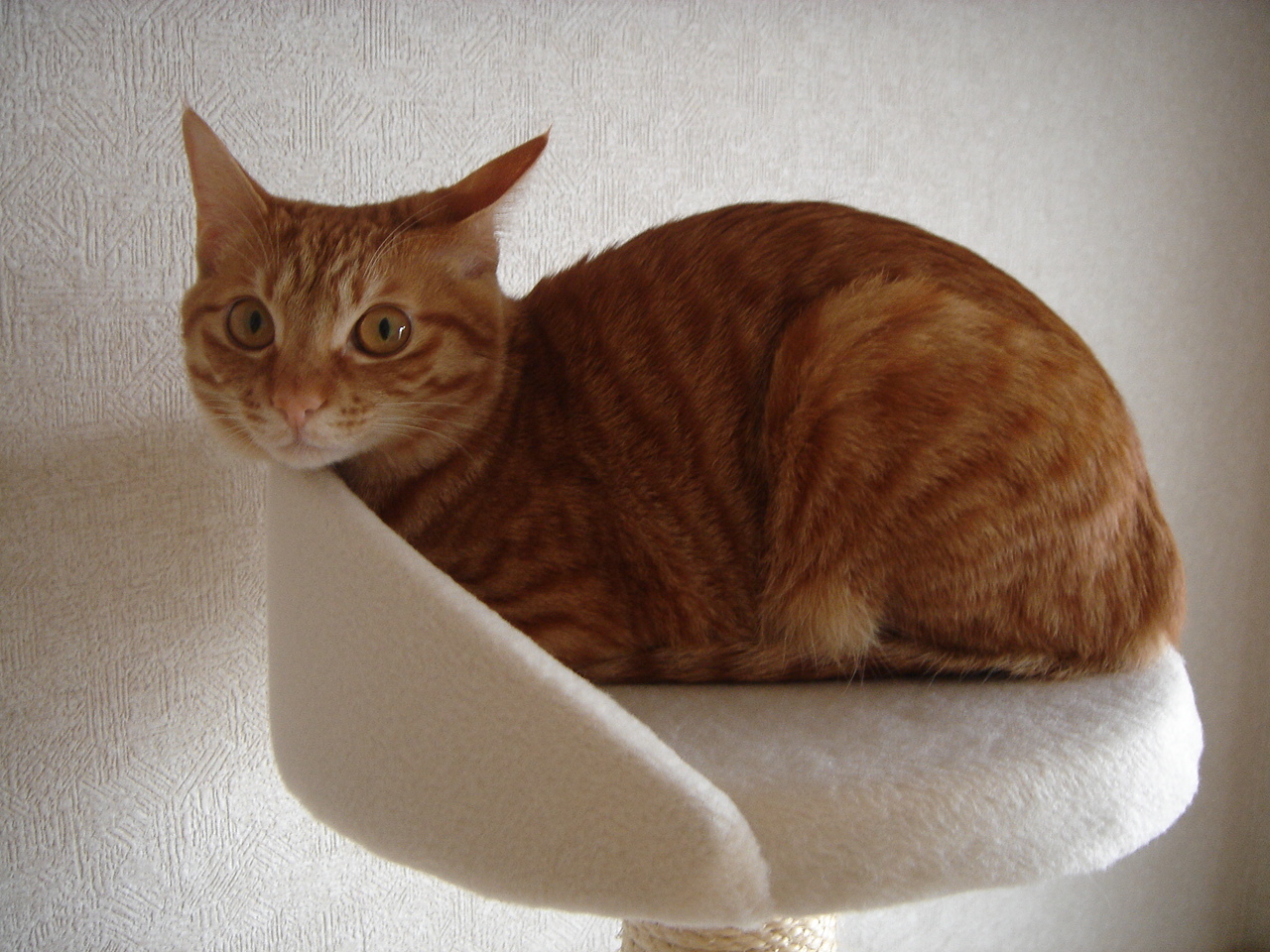 Photo｜ 🐾Miku – April 2008