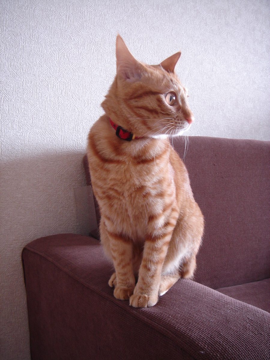 Photo｜ 🐾Miku – April 2008