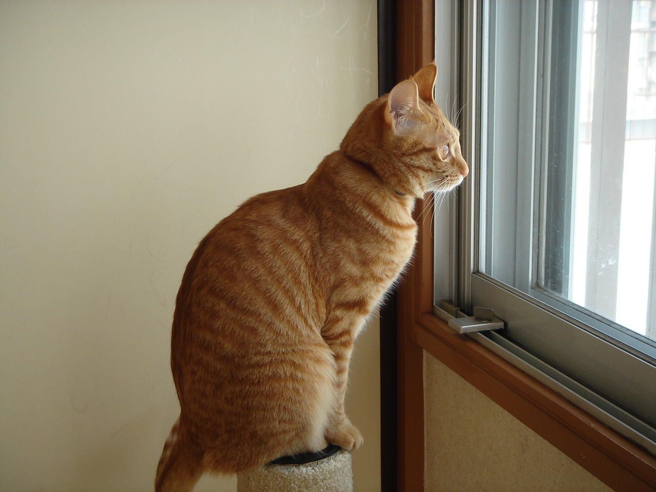 Photo｜ 🐾Miku – April 2008