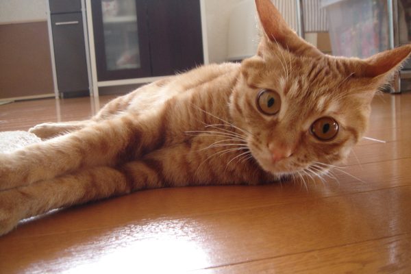 Photo｜ 🐾Miku – April 2008