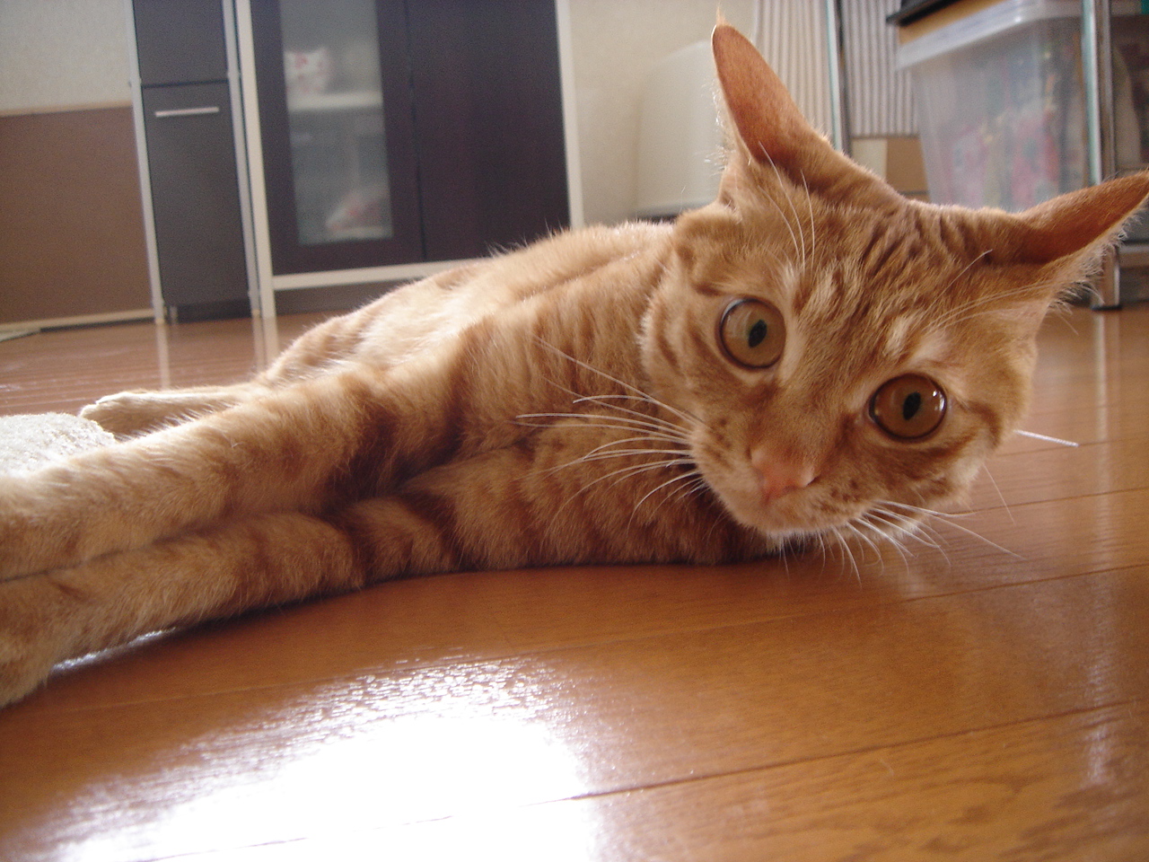 Photo｜ 🐾Miku – April 2008