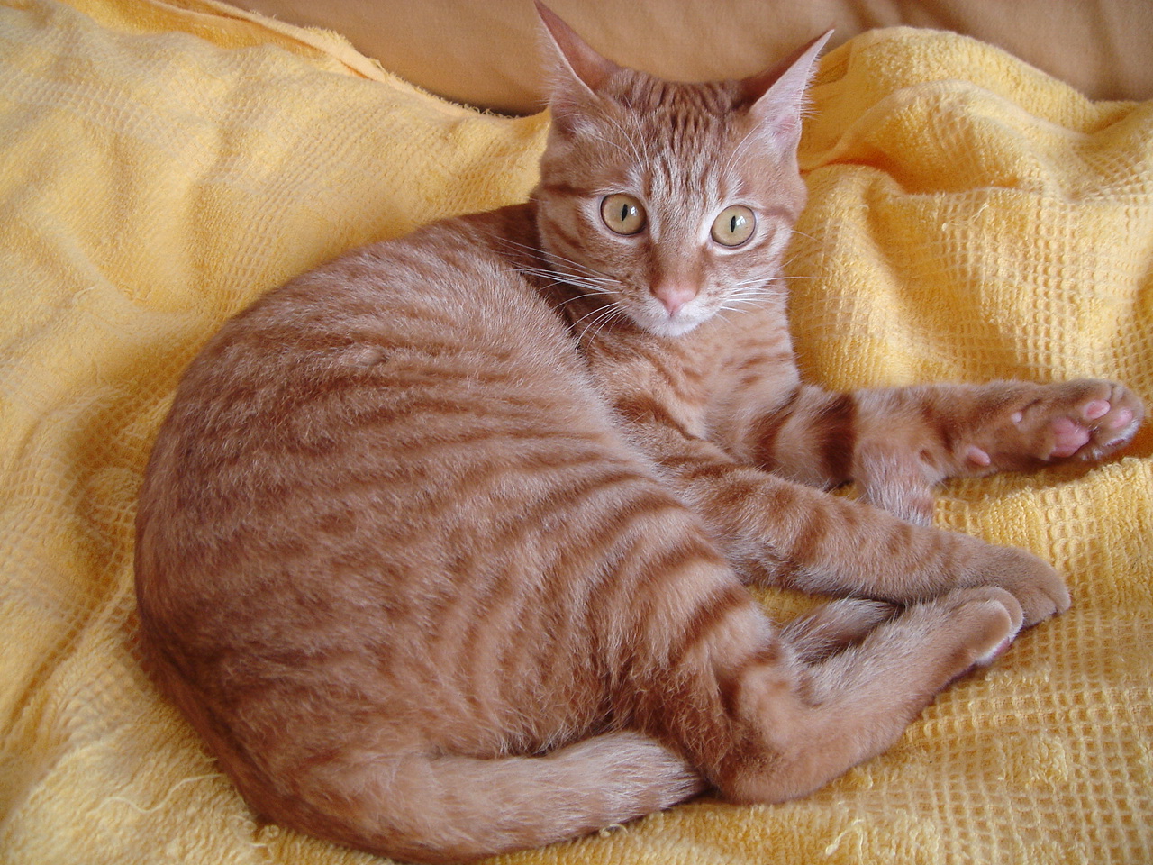 Photo｜ 🐾Miku – April 2008