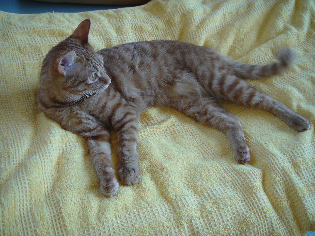 Photo｜ 🐾Miku – May 2008