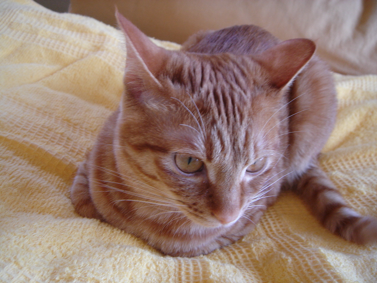 Photo｜ 🐾Miku – May 2008