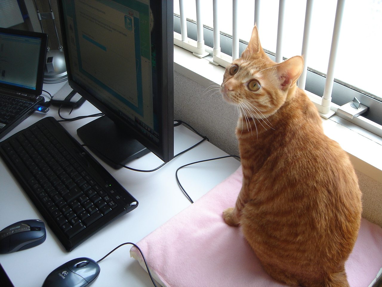 Photo｜ 🐾Miku – May 2008