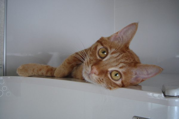 Photo｜ 🐾Miku – May 2008