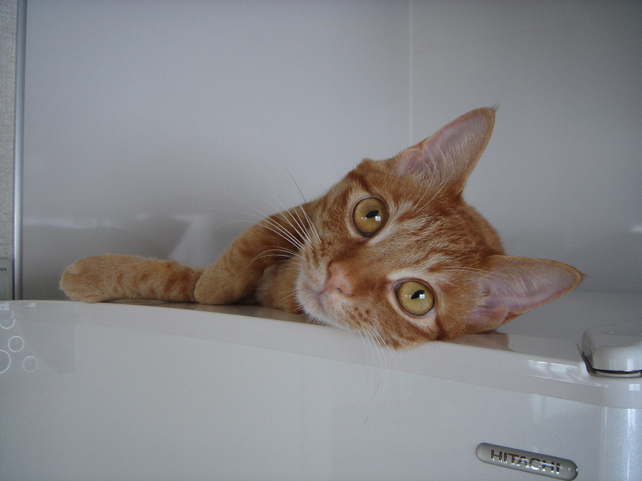 Photo｜ 🐾Miku – May 2008