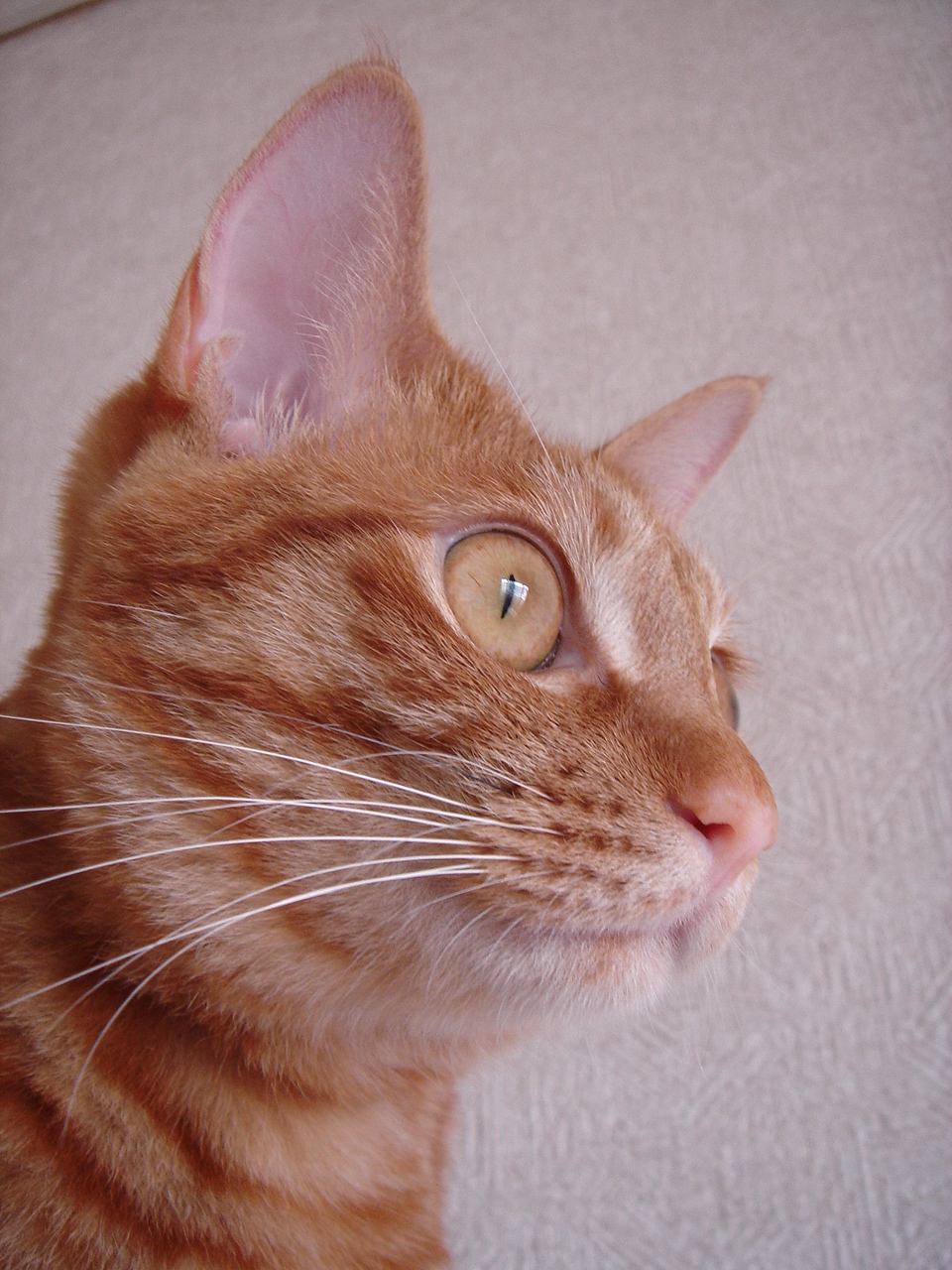 Photo｜ 🐾Miku – June