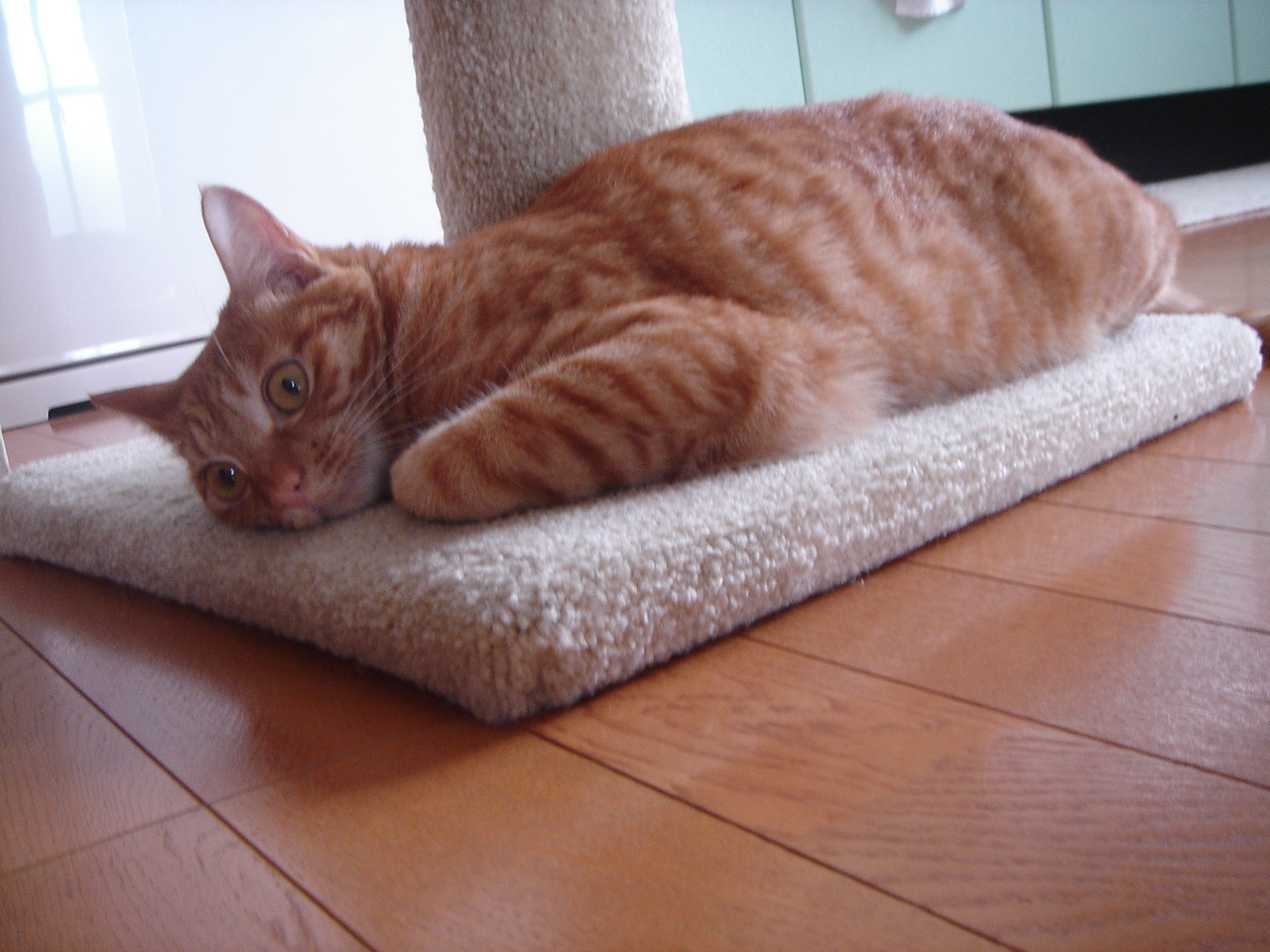Photo｜ 🐾Miku – June