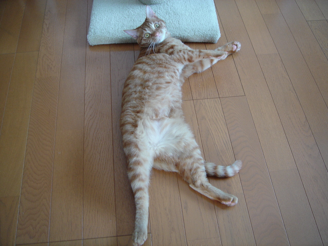 Photo｜ 🐾Miku – June