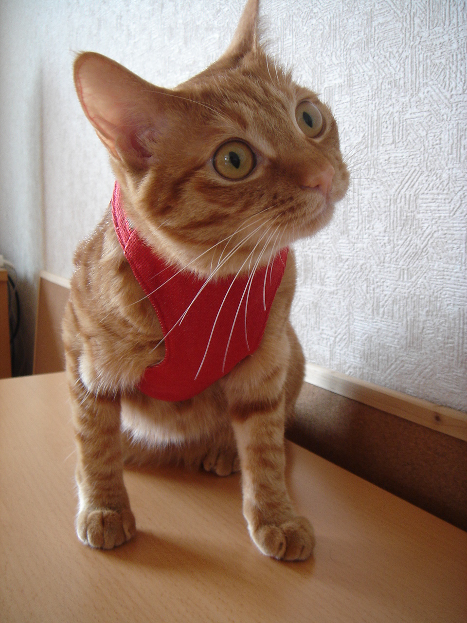 Photo｜ 🐾Miku – June