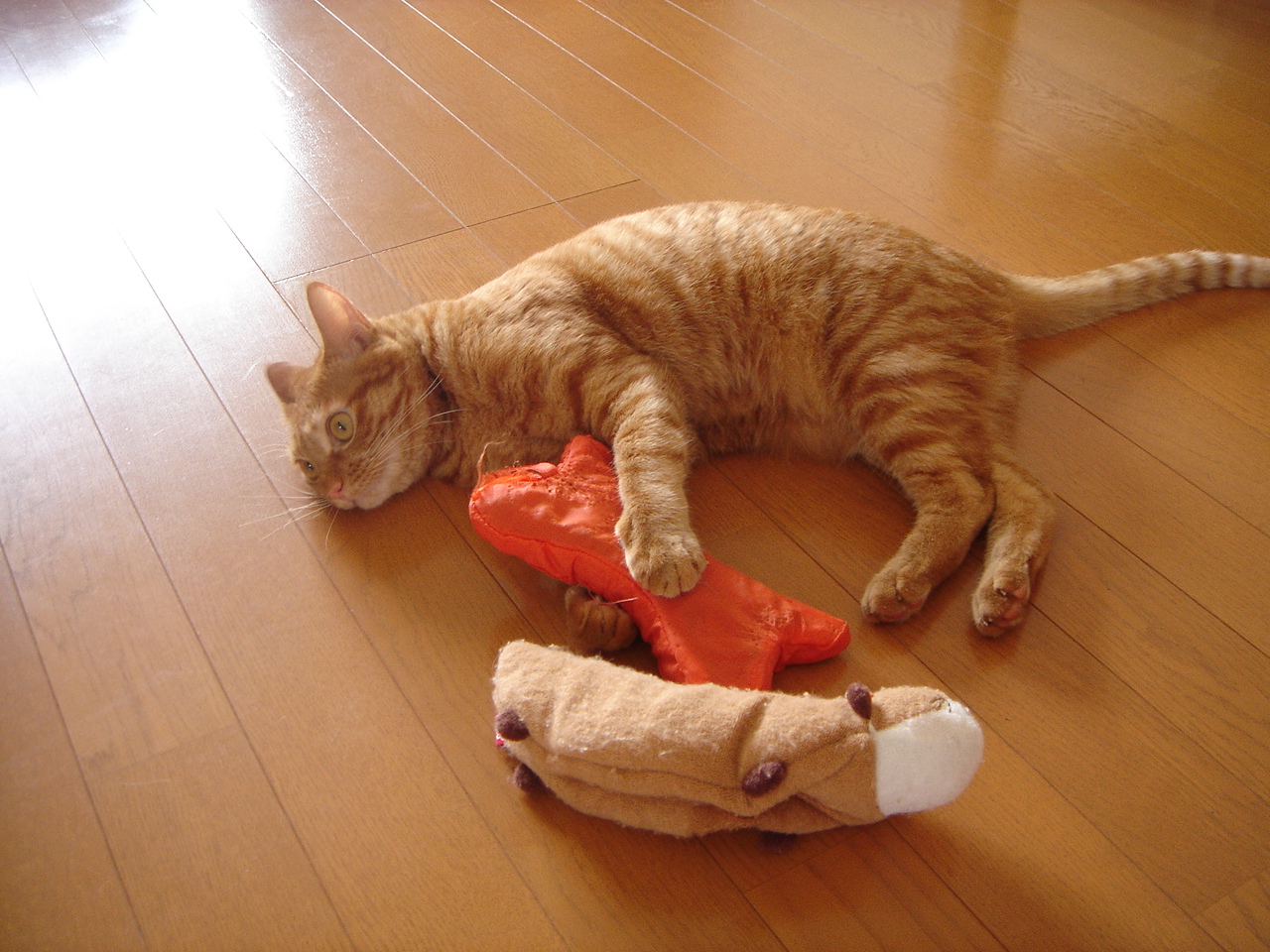 Photo｜ 🐾Miku – July 2008