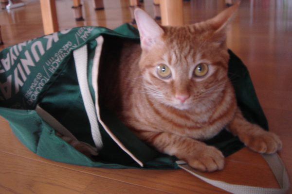 Photo｜ 🐾Miku – July 2008