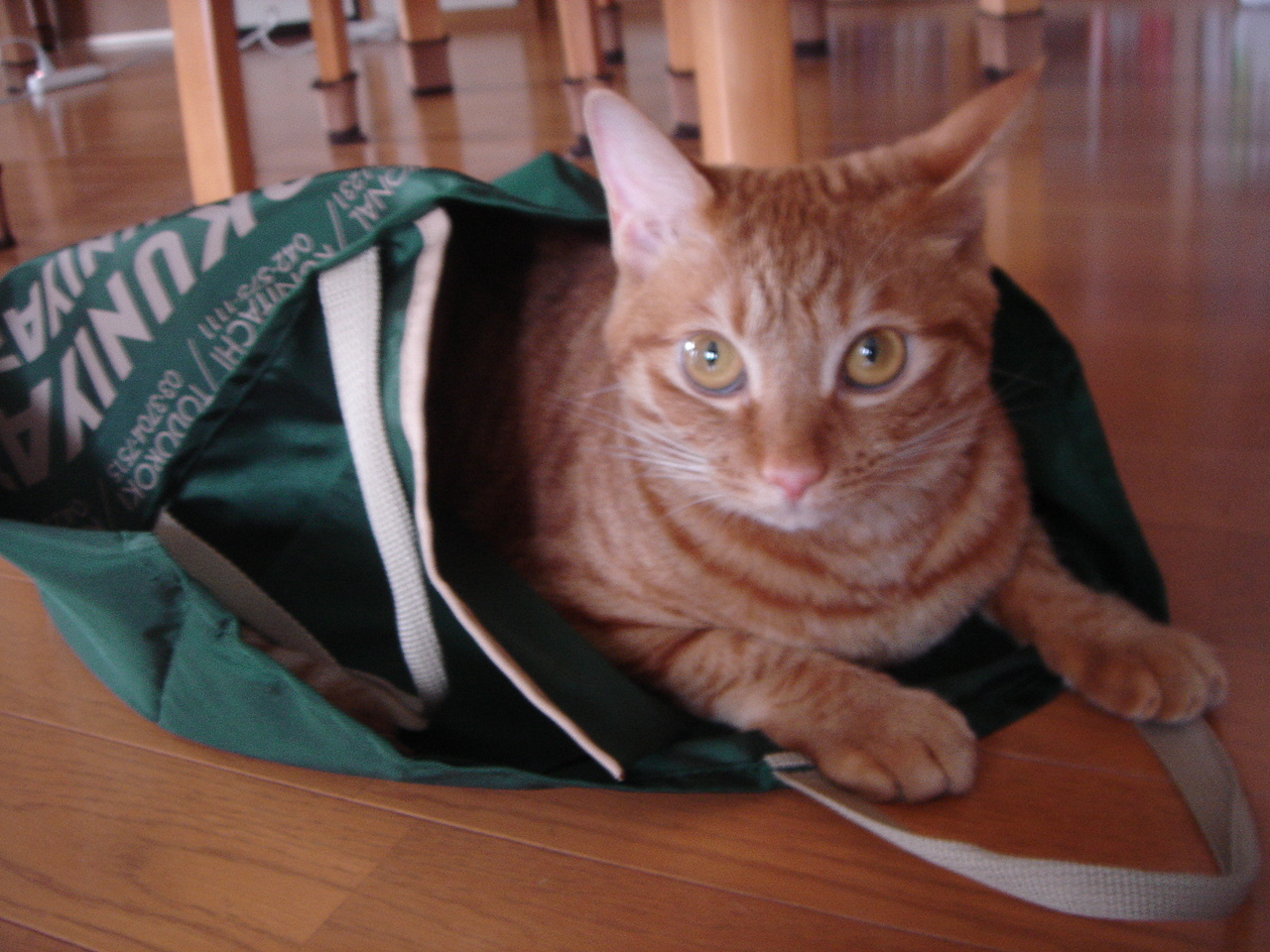 Photo｜ 🐾Miku – July 2008