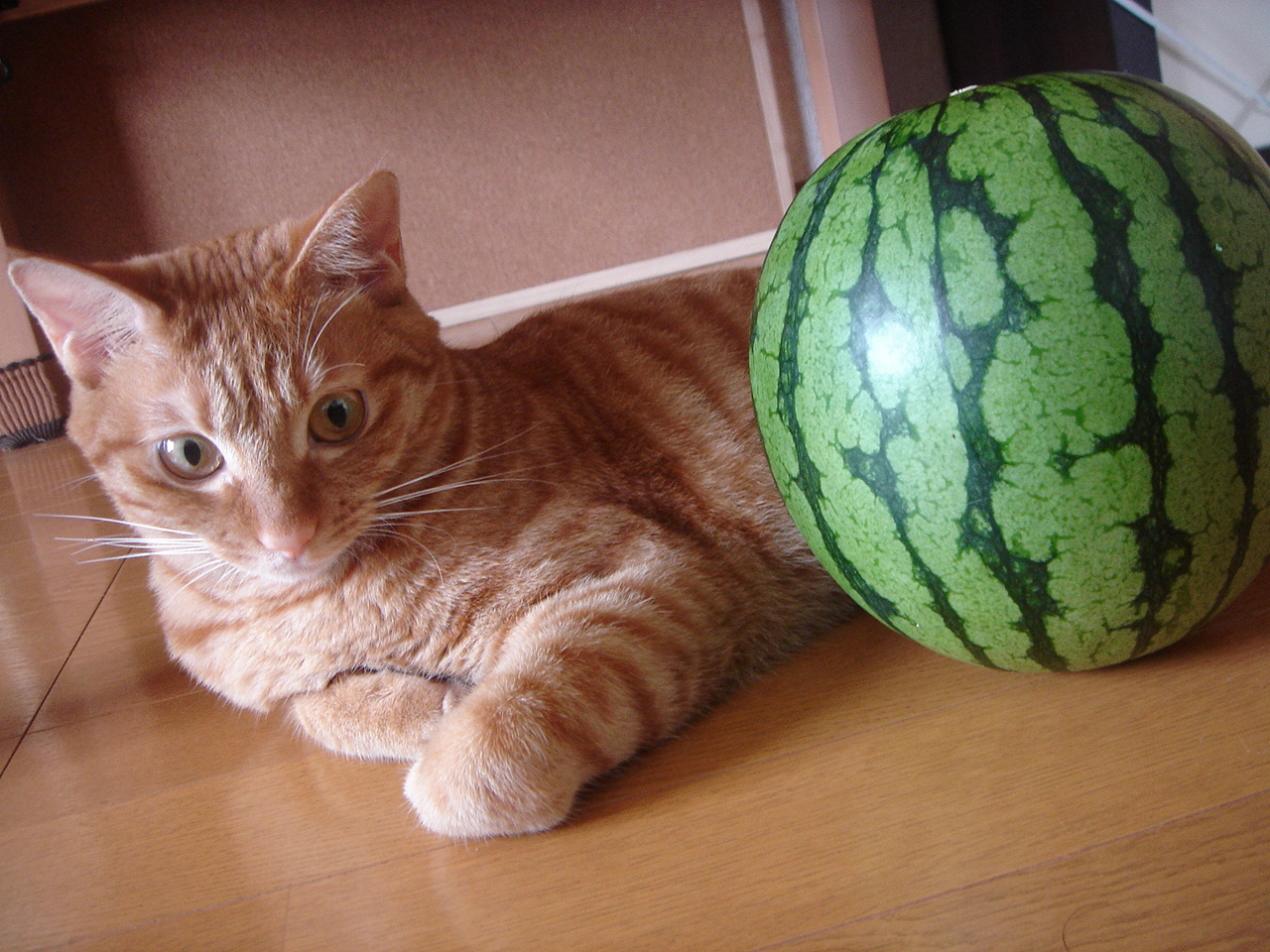 Photo｜ 🐾Miku – July 2008