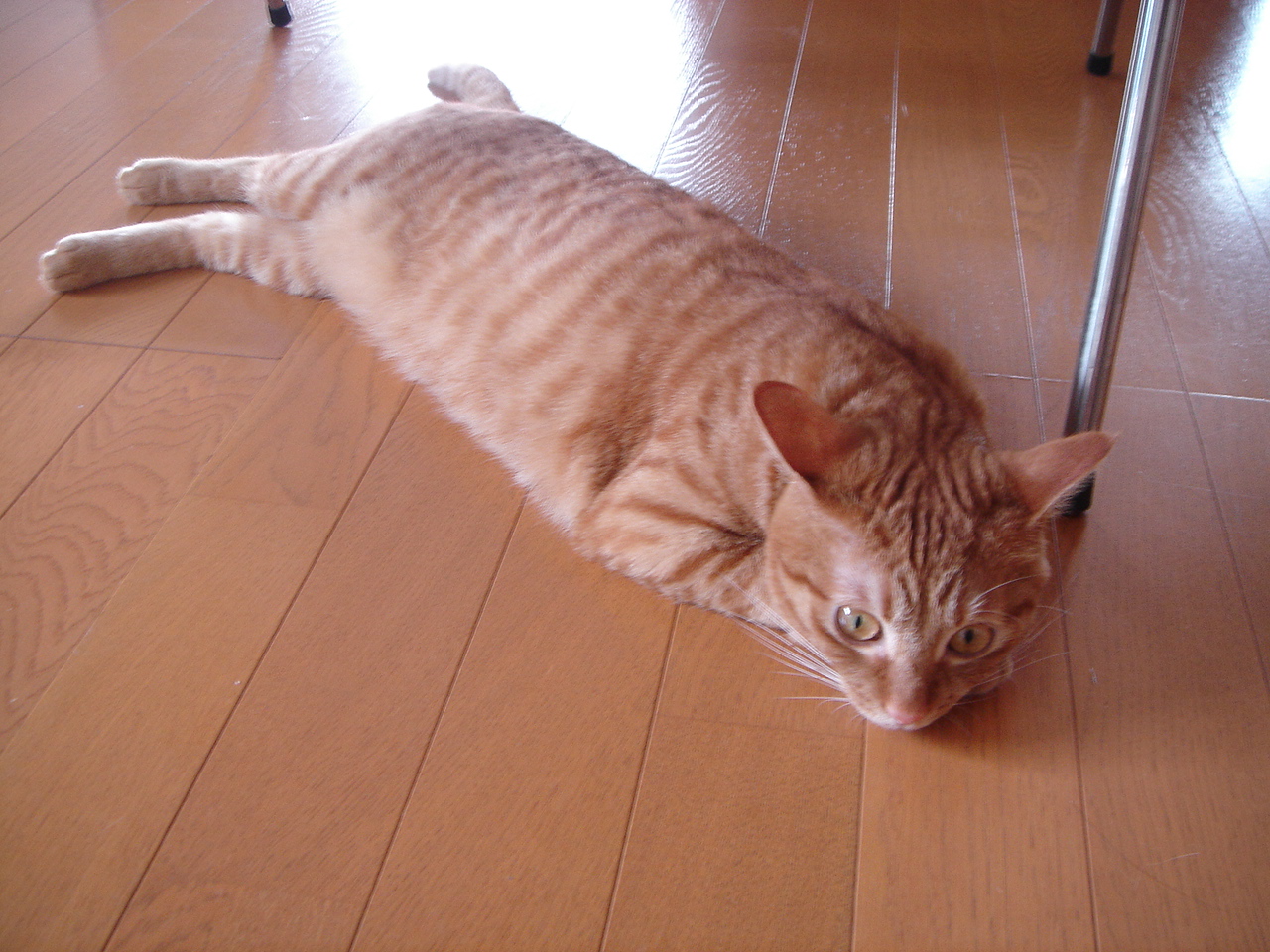 Photo｜ 🐾Miku – July 2008