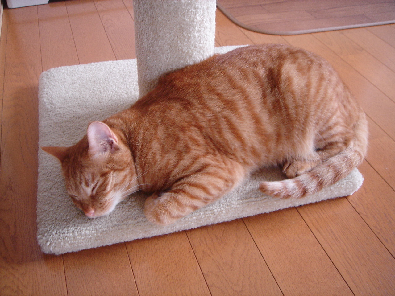 Photo｜ 🐾Miku – July 2008