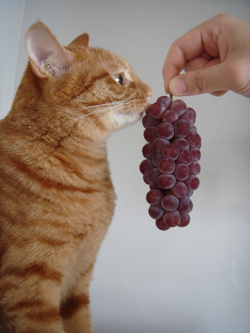 Photo｜ 🐾Miku – August 2008