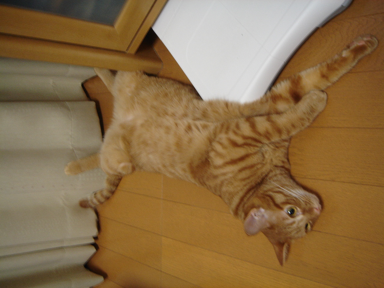 Photo｜ 🐾Miku – August 2008