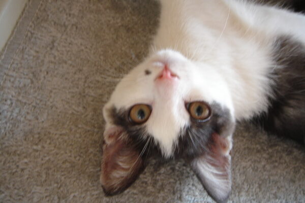 Photo｜ 🐾Rin – August 2008 (First Day)