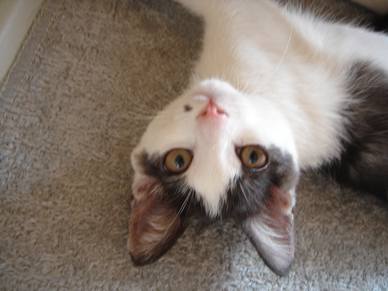 Photo｜ 🐾Rin – August 2008 (First Day)