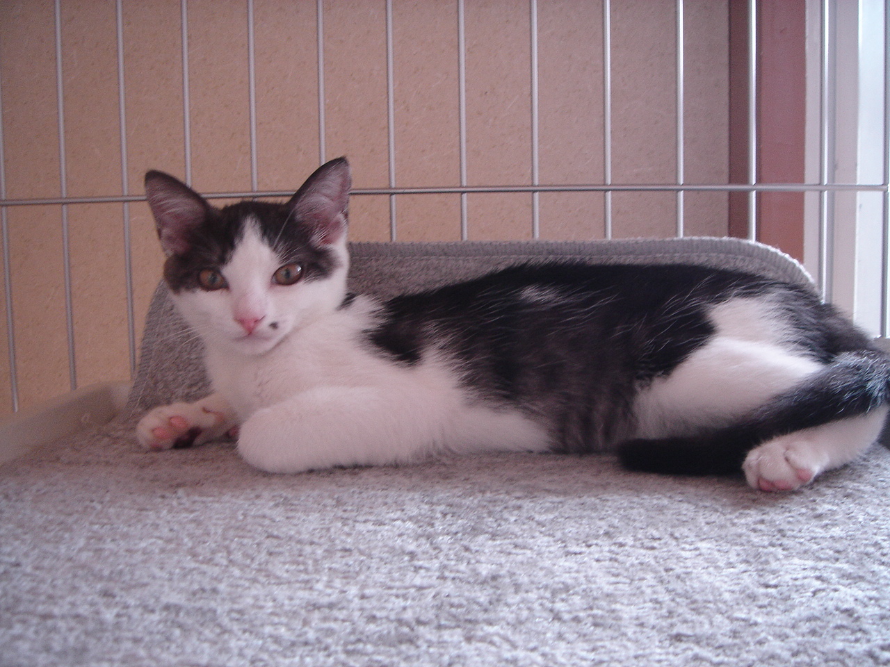 Photo｜ 🐾Rin – August 2008 (First Day)