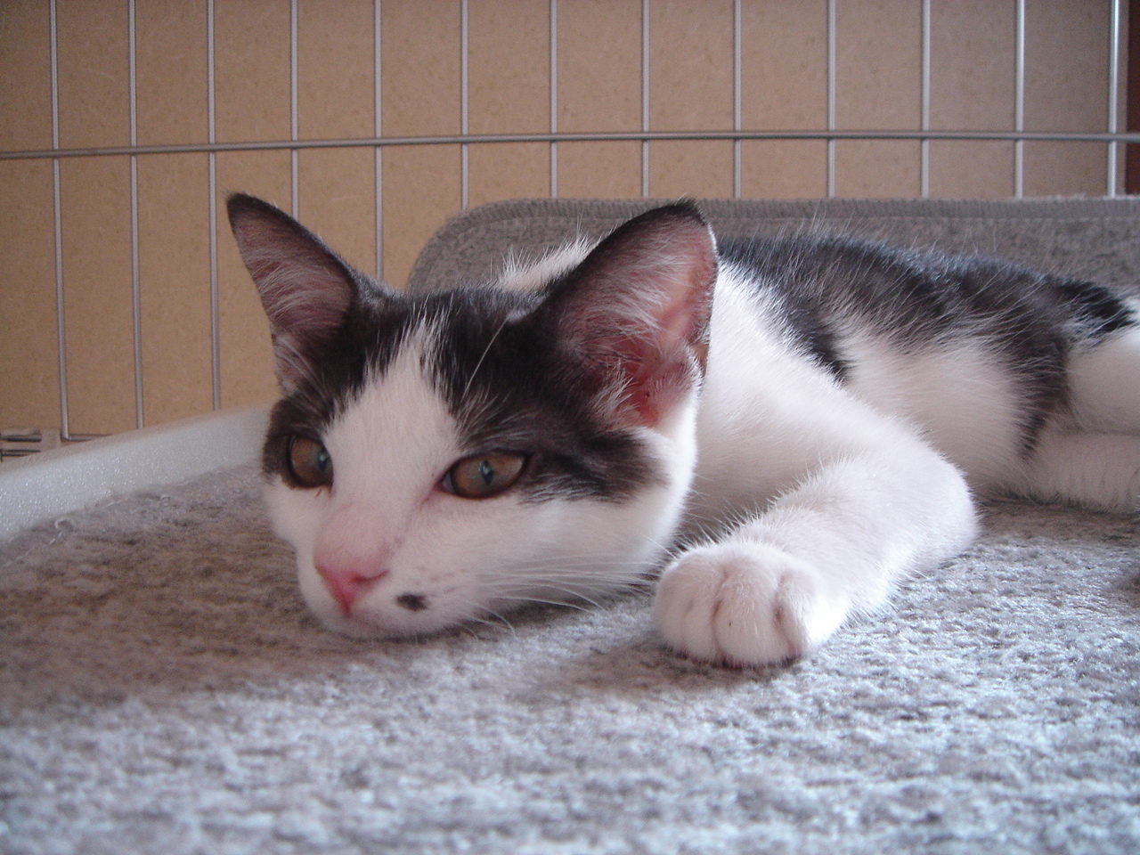 Photo｜ 🐾Rin – August 2008 (First Day)