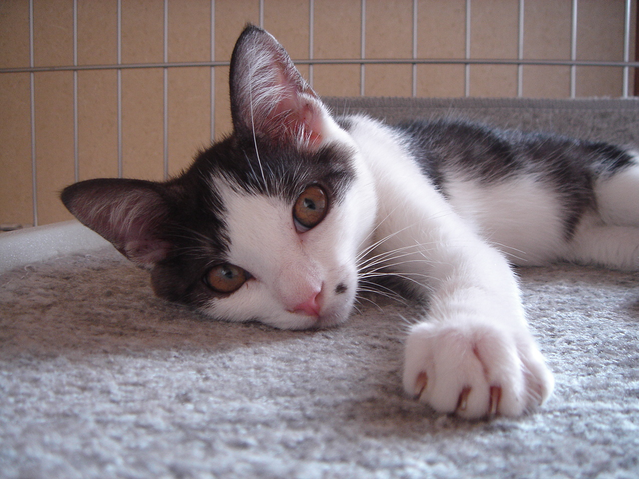 Photo｜ 🐾Rin – August 2008 (First Day)