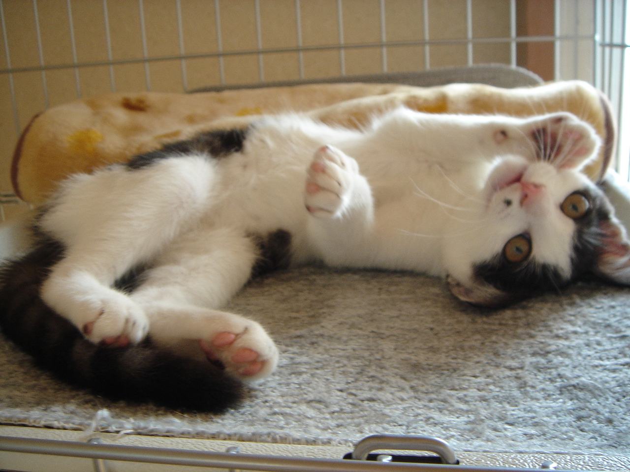Photo｜ 🐾Rin – August 2008 (First Day)