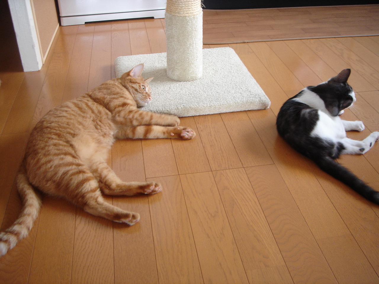 Photo｜ 🐾Rin – August 2008 (First Day)